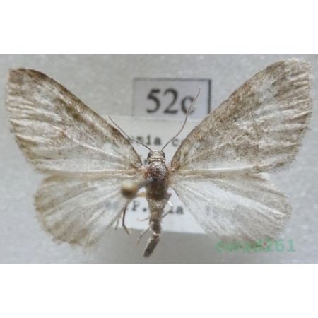 Perizoma hydrata (Treitschke, 1829) Czech52c
